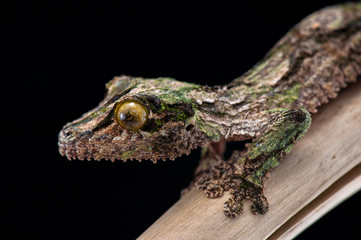 gecko black background