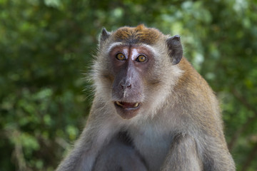 Crab-eating Macaque Macaca fasdicularis on beach Southern Thailand