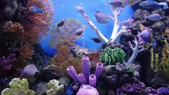 fish in the coral reef in Gulf of Thailand, in aquarium