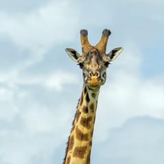 Maasai giraffes in the Masai Mara - Tanzania, Eastern Africa