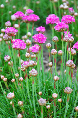 Obraz premium Grasnelke (Armeria maritima)