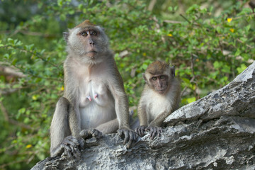 Naklejka na ściany i meble Mother and baby Crab-eating Macaque Macaca fasdicularisg 