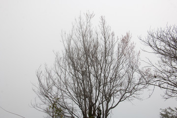 branch of tree and white sky,brown color of branch