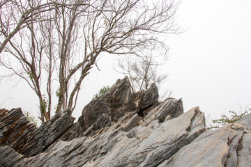 branch of tree and white sky,brown color of branch