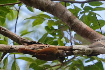 Le Grimpar talapiot à la recherche d'insecte sur sa branche en forêt de Guyane française