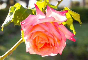 Fototapeta na wymiar Rose flower with sunset light background