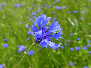 Chaber bławatek - Centaurea cyanus