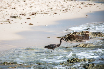 Fototapeta na wymiar Mexican heron bird beach del carmen Yucatan 2