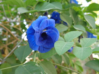 Blue Flower