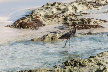 Mexican heron bird beach del carmen Yucatan 4