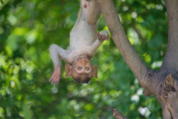 可愛いサル