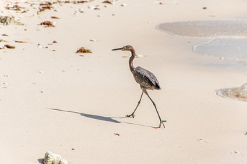 Mexican heron bird beach del carmen Yucatan 10