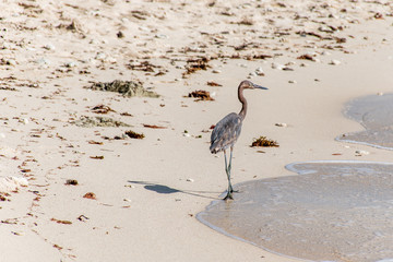 Mexican heron bird beach del carmen Yucatan 11