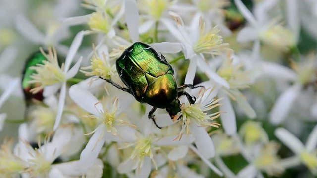 protaetia aeruginosa, green dung-beetle bugs on white flowers. meadow summer insects, nature environment diversity 