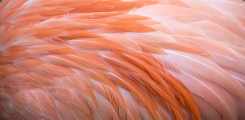 Foto op Plexiglas Flamingo Flamingo veer roze achtergrond