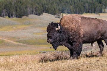 Buffalo - Yellowstone
