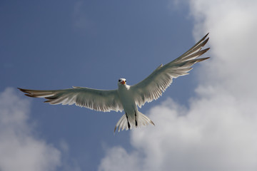 Royal Tern Sterna maxima  in flight Fort Myers beach Florida USA