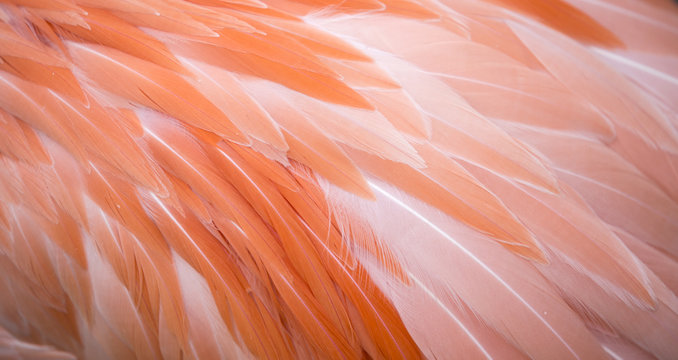 Fototapeta Flamingo feather background