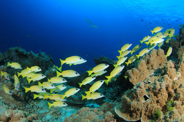 Naklejka na ściany i meble Underwater fish school on ocean coral reef