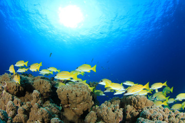 Underwater fish school on ocean coral reef