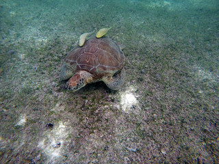 Mexican Sea Turtle underwater swimming Acumal bay 10