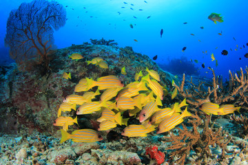 Fototapeta na wymiar Underwater fish school on ocean coral reef