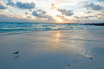 Miami Seagull Seaside Looking at Beautiful Sunrise © CascadeCreatives