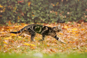 Junge Katze