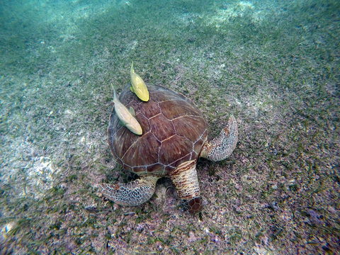 Mexican Sea Turtle underwater swimming Acumal bay 9