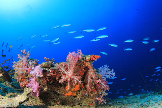 Fototapeta Podwodna szkoła rybna na oceanicznej rafie koralowej