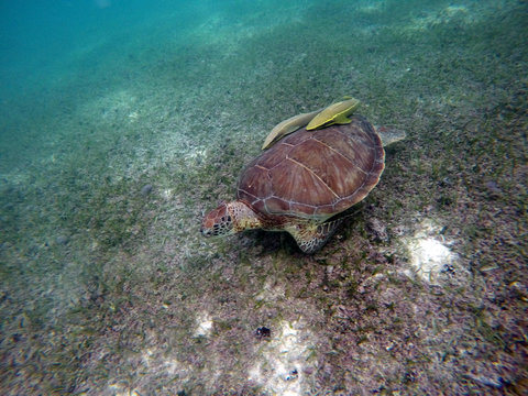 Mexican Sea Turtle underwater swimming Acumal bay 11