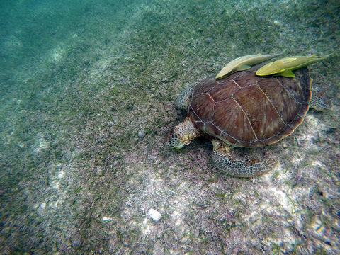 Mexican Sea Turtle underwater swimming Acumal bay 12