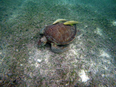 Mexican Sea Turtle underwater swimming Acumal bay 13