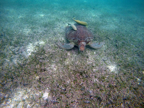 Mexican Sea Turtle underwater swimming Acumal bay 14