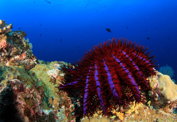 Crown-of-Thorns Starfish