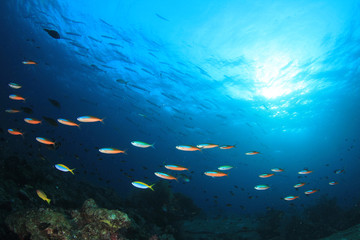 Fototapeta na wymiar Sardines fish shoal underwater