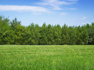 Green grass and trees