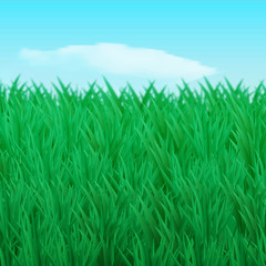 Vector illustration. The natural background. Thickets of green grass on the lawn, in the sky, the cloud. Design for brochure, business cards, banner.