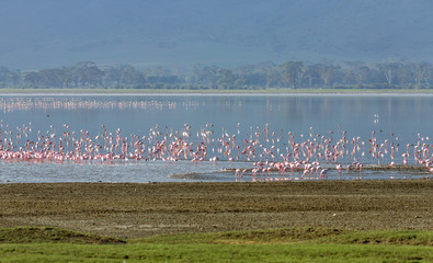 Naklejka premium Millions of flamingos on lake in the Crater Ngorongoro - Tanzania, Eastern Africa