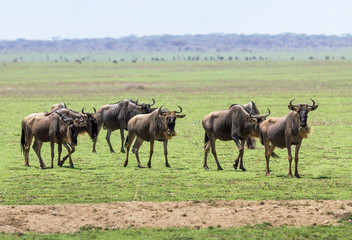 Wildebeests in the Serengeti - Tanzania, East Africa