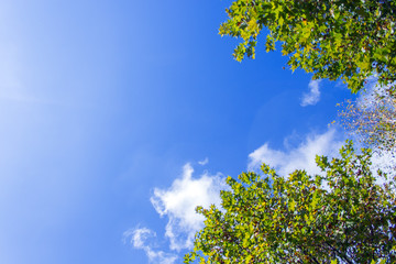 Fototapeta premium Up