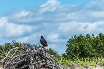 Hawk free falcon wildlife bird mexico yucatan