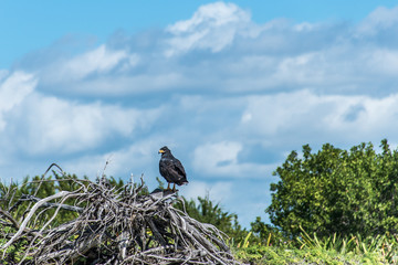 Hawk free falcon wildlife bird mexico yucatan 2
