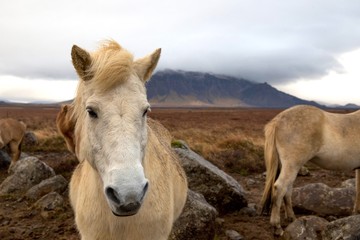 Obraz premium Icelandic Pony Portrait