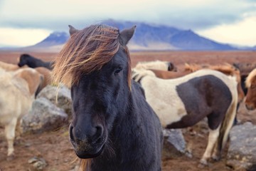 Luxurious Bangs on the Icelandic Pony