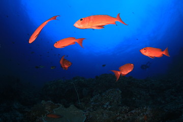 Underwater ocean coral reef and fish