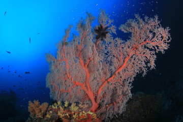 Naklejka na ściany i meble Underwater ocean coral reef and fish