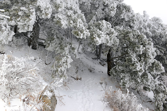 Frozen landscape of ice and snow in the Sandia Mountains after winter snowstorm, New Mexico