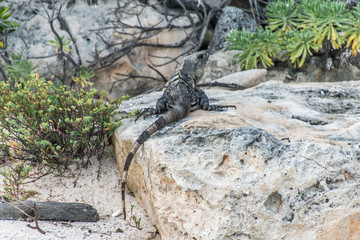 Mexico wildlife free iguana living lizard beach 4