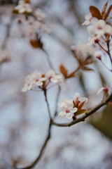 branches of a blossoming tree